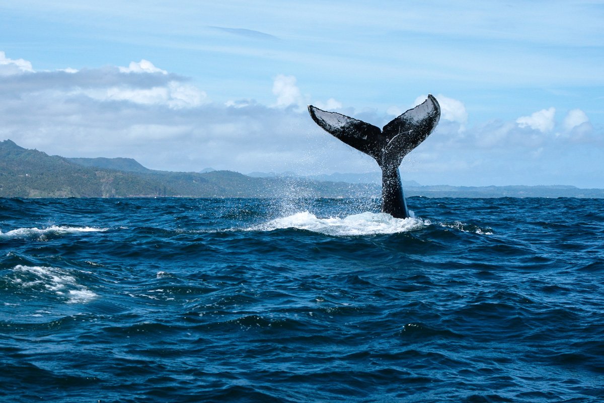 whale watching tours dominican republic