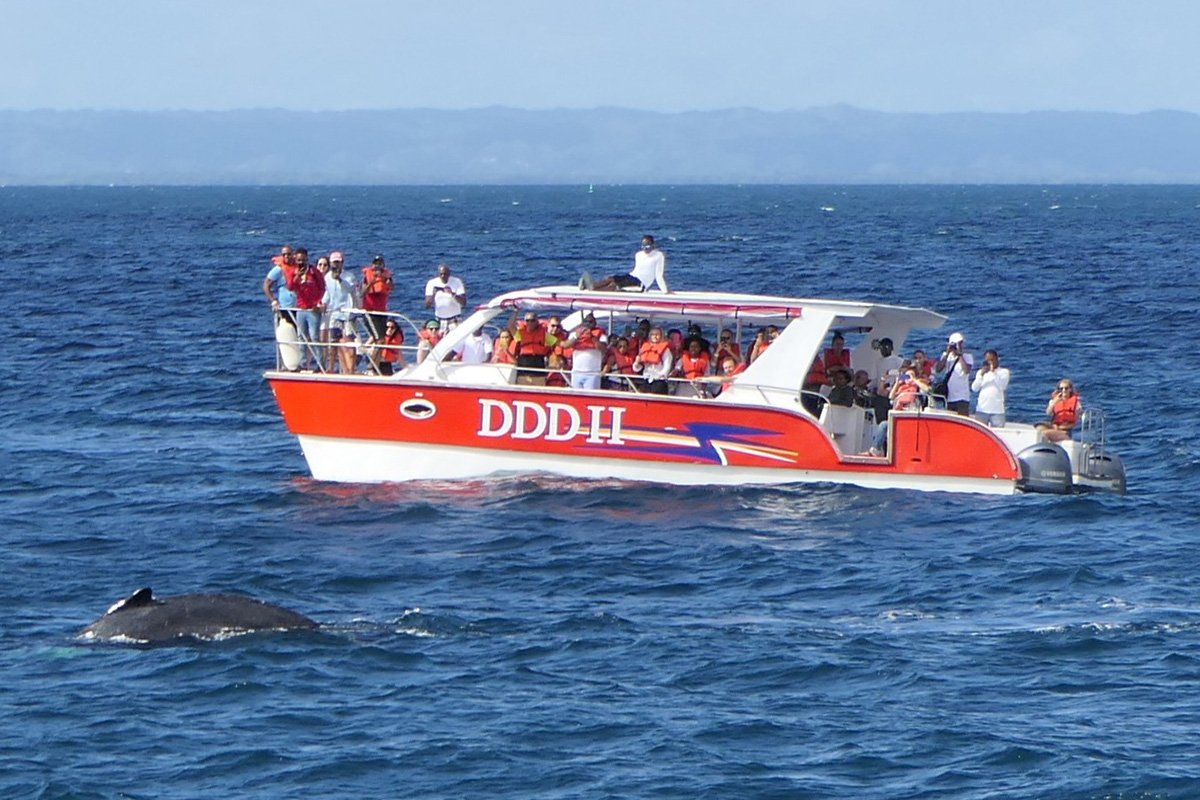 whale tours samana