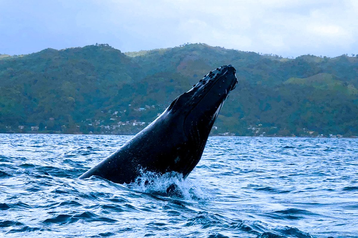 whale watching tours dominican republic